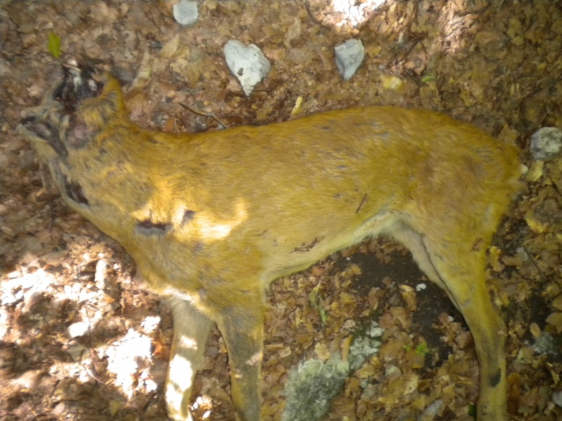 Nel parco dei Monti della Laga